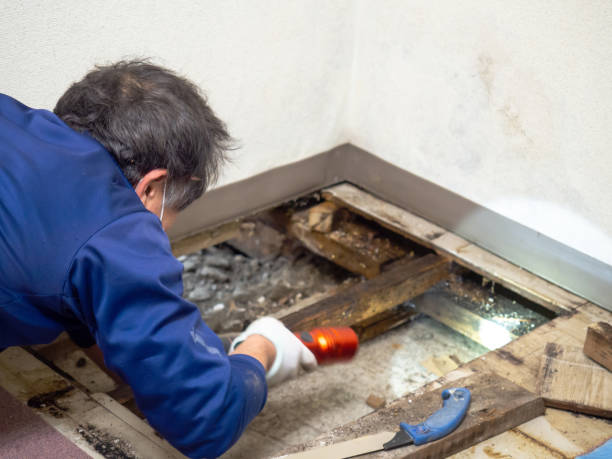 Best Attic Mold Remediation in Jefferson, GA