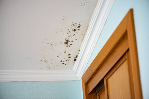 Best Residential Mold Remediation in Jefferson, GA