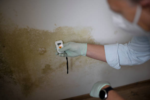 Best Health and Safety Mold Remediation in Jefferson, GA