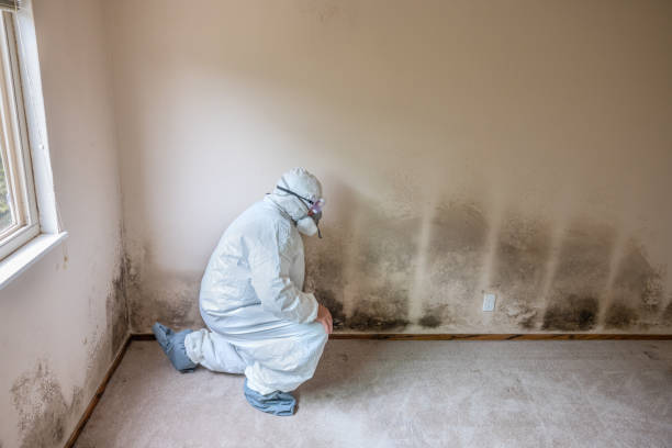 Best Residential Mold Remediation in Jefferson, GA