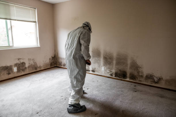 Best Commercial Mold Remediation in Jefferson, GA