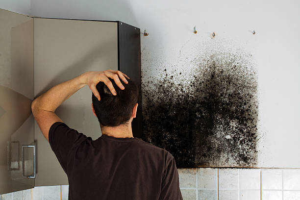 Trusted Jefferson, GA Mold Remediation Experts